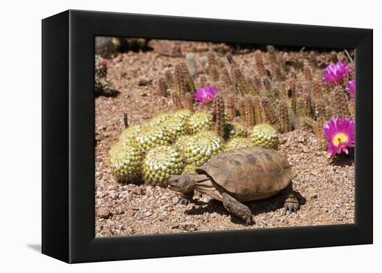 Desert Tortoise-null-Framed Premier Image Canvas