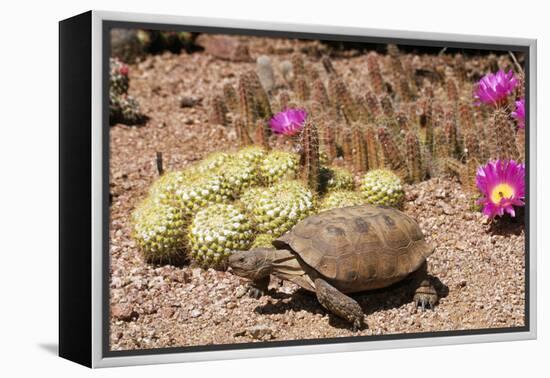 Desert Tortoise-null-Framed Premier Image Canvas