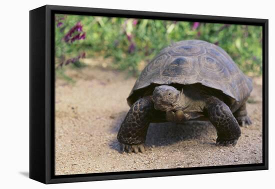 Desert Tortoise-DLILLC-Framed Premier Image Canvas