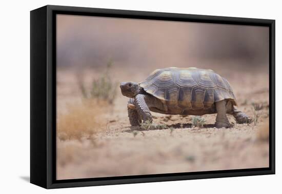 Desert Tortoise-DLILLC-Framed Premier Image Canvas