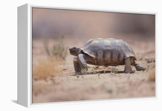 Desert Tortoise-DLILLC-Framed Premier Image Canvas