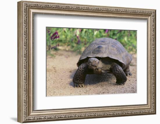 Desert Tortoise-DLILLC-Framed Photographic Print