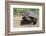 Desert Tortoise-DLILLC-Framed Photographic Print