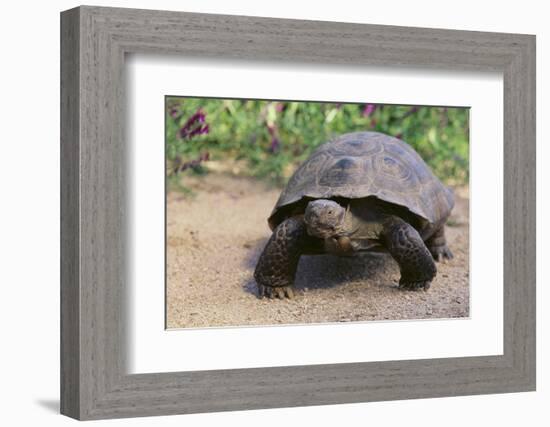 Desert Tortoise-DLILLC-Framed Photographic Print