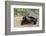 Desert Tortoise-DLILLC-Framed Photographic Print