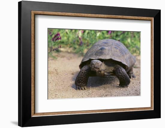 Desert Tortoise-DLILLC-Framed Photographic Print