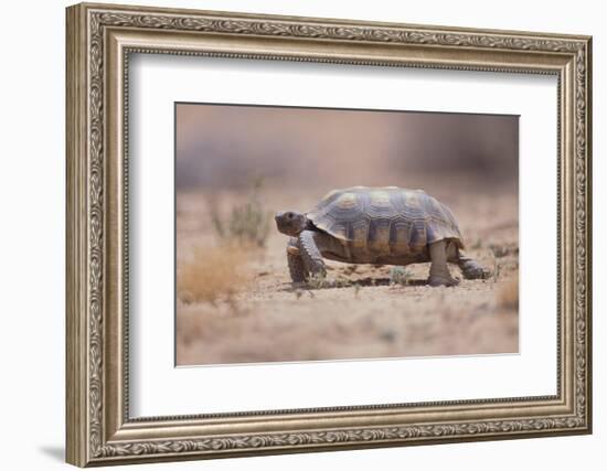 Desert Tortoise-DLILLC-Framed Photographic Print