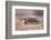 Desert Tortoise-DLILLC-Framed Photographic Print