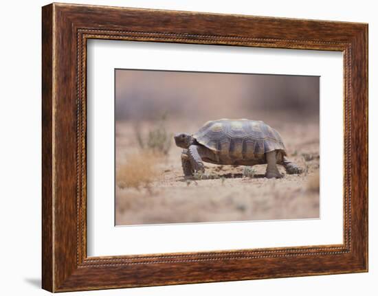 Desert Tortoise-DLILLC-Framed Photographic Print