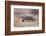 Desert Tortoise-DLILLC-Framed Photographic Print