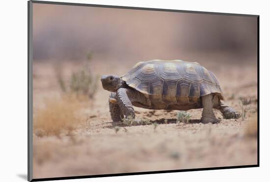 Desert Tortoise-DLILLC-Mounted Photographic Print