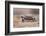 Desert Tortoise-DLILLC-Framed Photographic Print