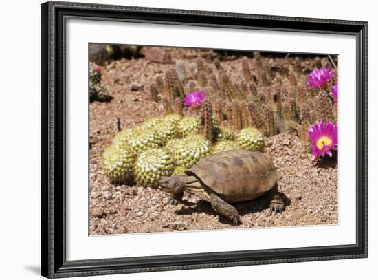 Desert Tortoise-null-Framed Photographic Print