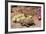 Desert Tortoise-null-Framed Photographic Print