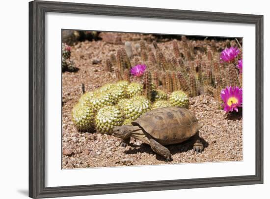 Desert Tortoise-null-Framed Photographic Print