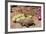 Desert Tortoise-null-Framed Photographic Print