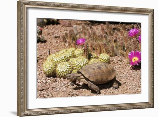 Desert Tortoise-null-Framed Photographic Print