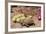 Desert Tortoise-null-Framed Photographic Print