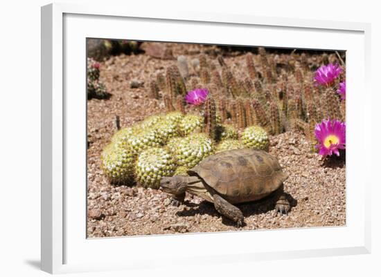 Desert Tortoise--Framed Photographic Print