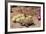 Desert Tortoise-null-Framed Photographic Print