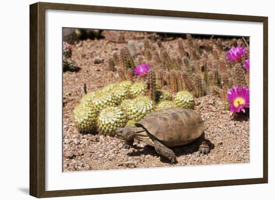 Desert Tortoise-null-Framed Photographic Print