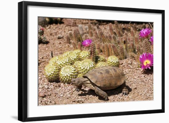 Desert Tortoise-null-Framed Photographic Print