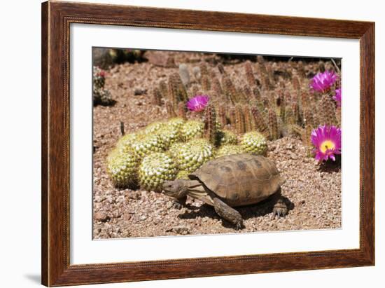 Desert Tortoise-null-Framed Photographic Print