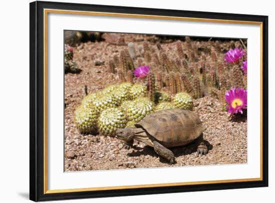 Desert Tortoise-null-Framed Photographic Print