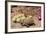 Desert Tortoise-null-Framed Photographic Print