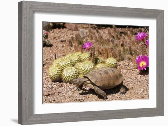 Desert Tortoise-null-Framed Photographic Print