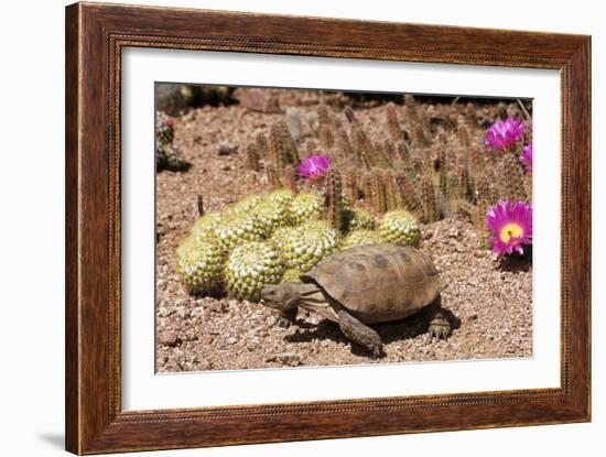 Desert Tortoise-null-Framed Photographic Print