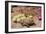 Desert Tortoise-null-Framed Photographic Print