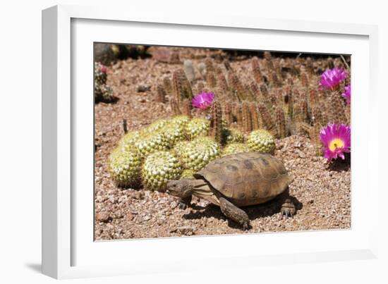 Desert Tortoise-null-Framed Photographic Print