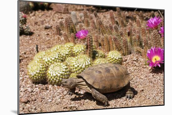 Desert Tortoise-null-Mounted Photographic Print