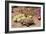 Desert Tortoise-null-Framed Photographic Print