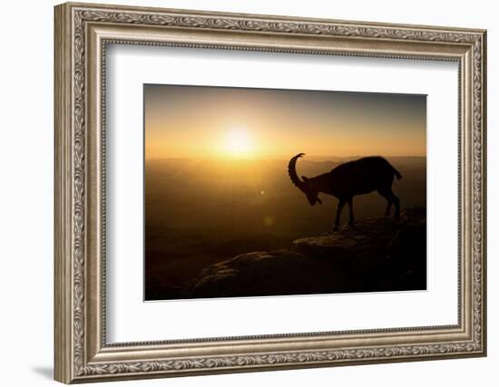 Desert Wanderer-Nadav Jonas-Framed Photographic Print