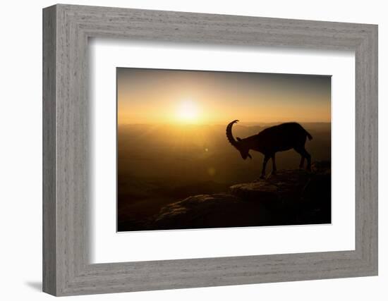 Desert Wanderer-Nadav Jonas-Framed Photographic Print