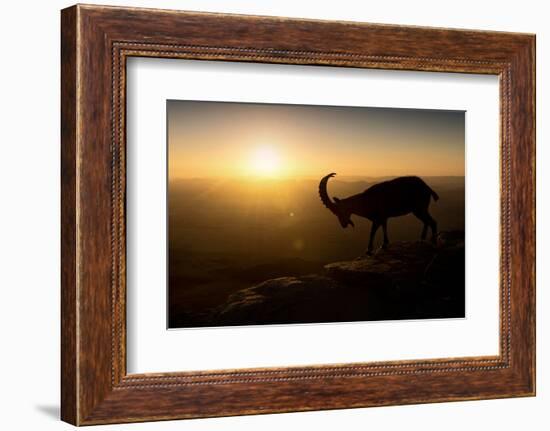 Desert Wanderer-Nadav Jonas-Framed Photographic Print