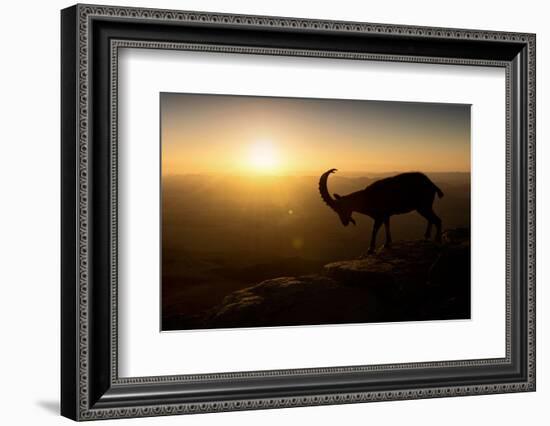 Desert Wanderer-Nadav Jonas-Framed Photographic Print