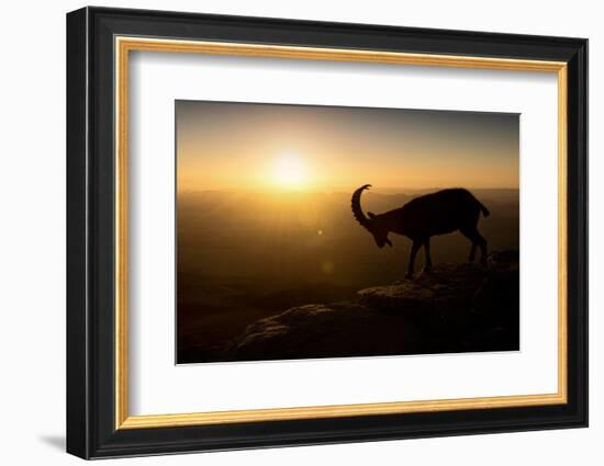 Desert Wanderer-Nadav Jonas-Framed Photographic Print