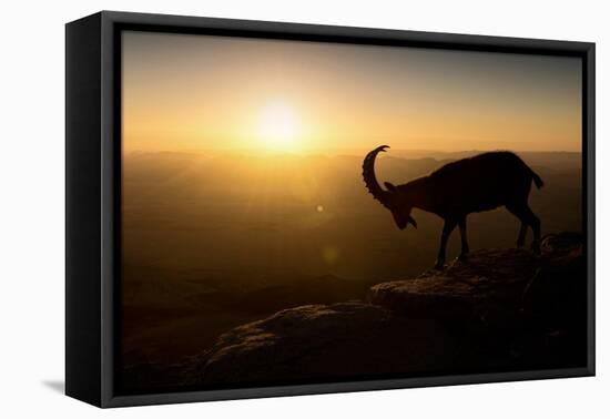 Desert Wanderer-Nadav Jonas-Framed Premier Image Canvas