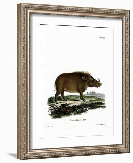 Desert Warthog-null-Framed Giclee Print