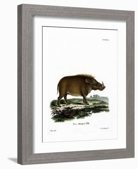 Desert Warthog-null-Framed Giclee Print