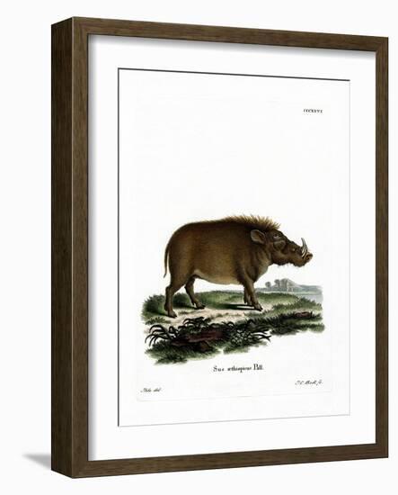 Desert Warthog-null-Framed Giclee Print