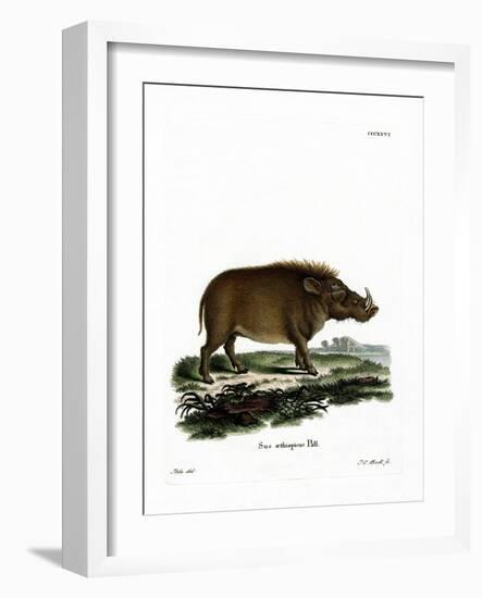 Desert Warthog-null-Framed Giclee Print