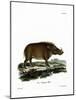 Desert Warthog-null-Mounted Giclee Print