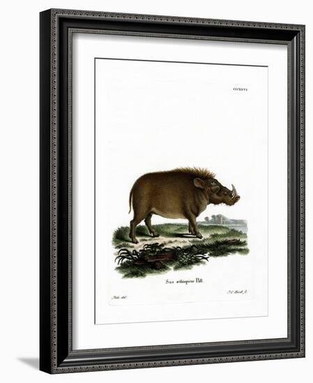 Desert Warthog-null-Framed Giclee Print