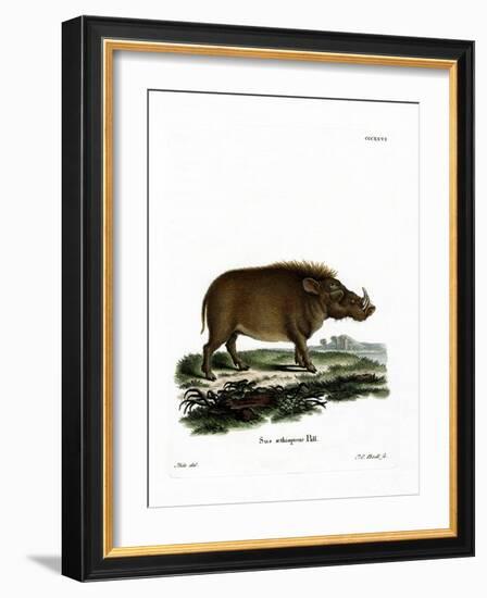 Desert Warthog-null-Framed Giclee Print