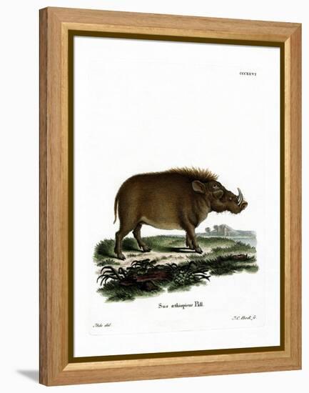 Desert Warthog-null-Framed Premier Image Canvas