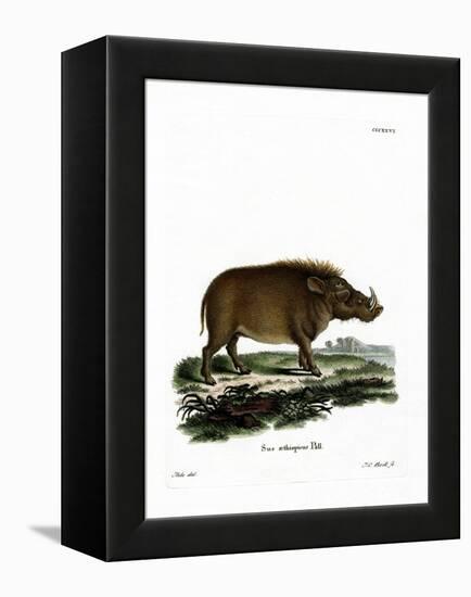 Desert Warthog-null-Framed Premier Image Canvas